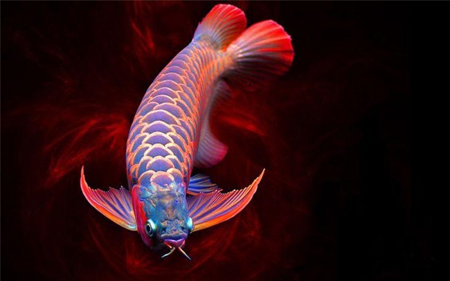 cá cảnh,thú chơi đại gia,đại gia chơi ngông