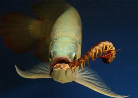 cá cảnh,thú chơi đại gia,đại gia chơi ngông