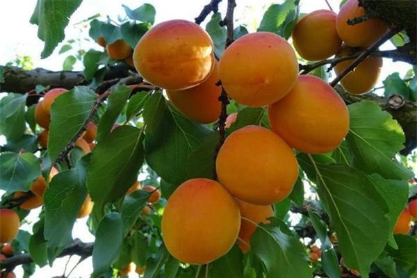 len moc chau ngam hoa ban no, nem dac san cao nguyen den "quen ca duong ve" - 10