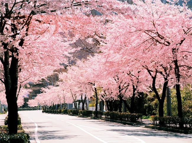 Bài tập về nhà: Phải sống hạnh phúc của thầy giáo Nhật trong lễ tốt nghiệp khiến học sinh xúc động - Ảnh 2.