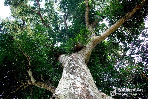 chiem nguong than ho menh cua ban - 