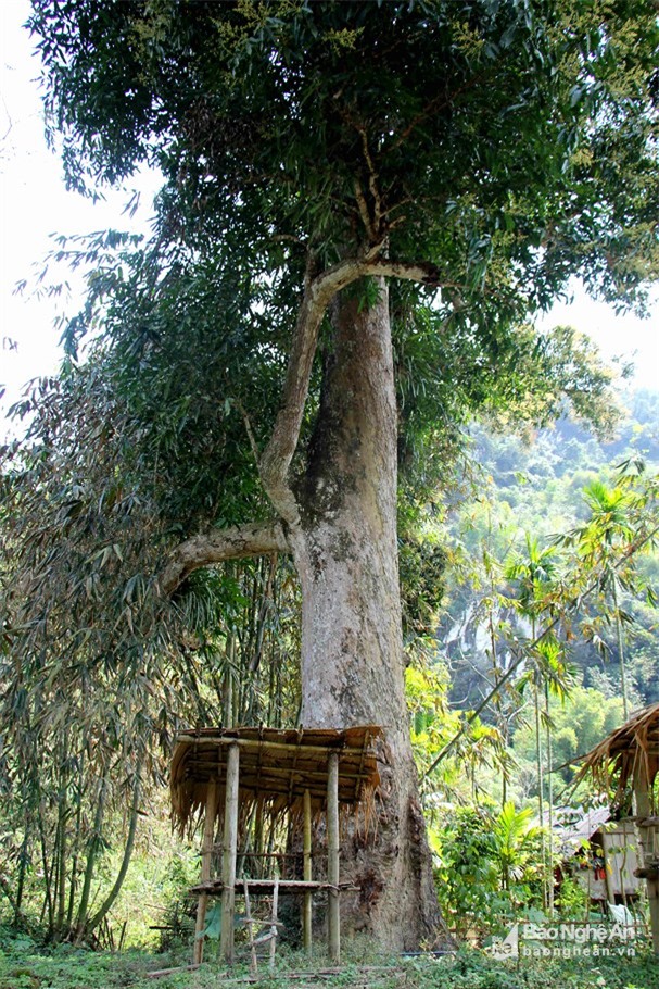 chiem nguong than ho menh cua ban -