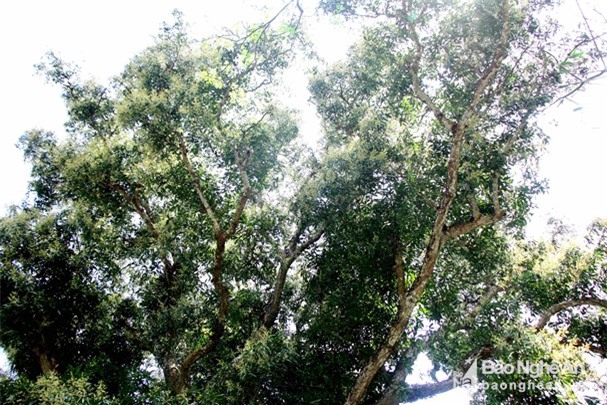 chiem nguong than ho menh cua ban -