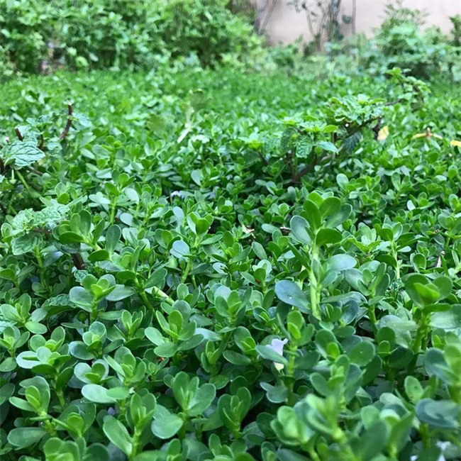 4 loại rau củ đắng ơi là đắng nhưng chế biến thành món ăn thì ngon miễn chê - Ảnh 1.