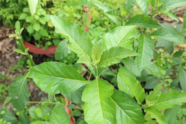 4 loại rau củ đắng ơi là đắng nhưng chế biến thành món ăn thì ngon miễn chê - Ảnh 8.