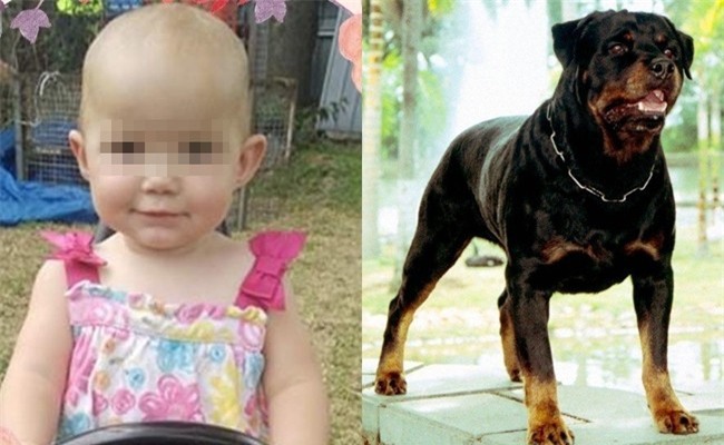 Dắt con gái 1 tuổi về nhà bà ngoại, bà mẹ đau đớn khi chứng kiến con bị chó hàng xóm tấn công tới tử vong
