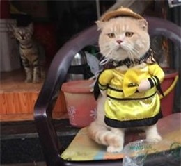 Hết bán cá lại trông phản thịt, chú mèo nổi tiếng khắp chợ Hải Phòng lên trang nhất tạp chí nước ngoài - Ảnh 11.