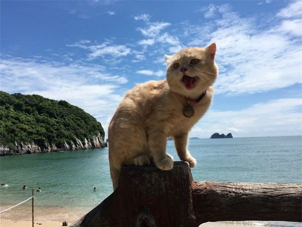 Hết bán cá lại trông phản thịt, chú mèo nổi tiếng khắp chợ Hải Phòng lên trang nhất tạp chí nước ngoài - Ảnh 15.