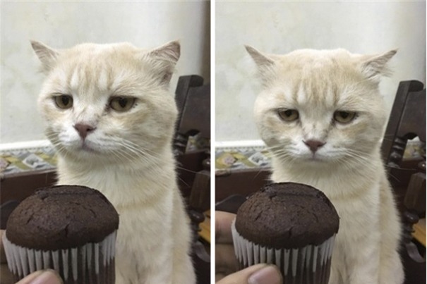 Hết bán cá lại trông phản thịt, chú mèo nổi tiếng khắp chợ Hải Phòng lên trang nhất tạp chí nước ngoài - Ảnh 18.