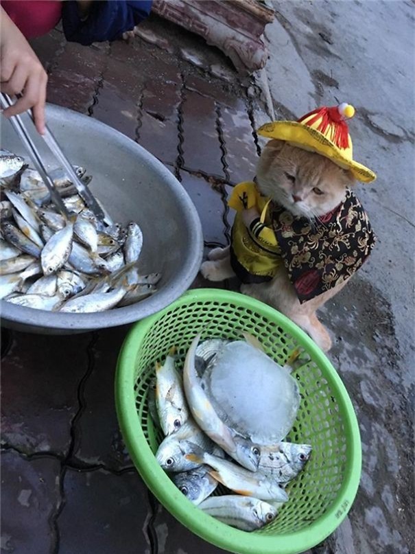 Hết bán cá lại trông phản thịt, chú mèo nổi tiếng khắp chợ Hải Phòng lên trang nhất tạp chí nước ngoài - Ảnh 19.