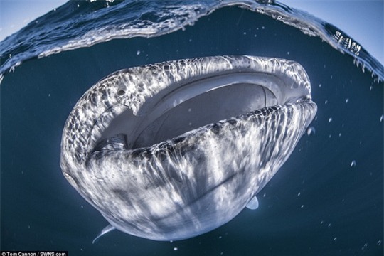 Độc đáo hình ảnh cá nhám voi “đội” thuyền trên đầu - Ảnh 3.