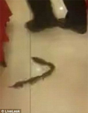 Độc đáo hình ảnh cá nhám voi “đội” thuyền trên đầu - Ảnh 4.