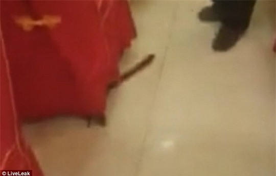 Độc đáo hình ảnh cá nhám voi “đội” thuyền trên đầu - Ảnh 6.