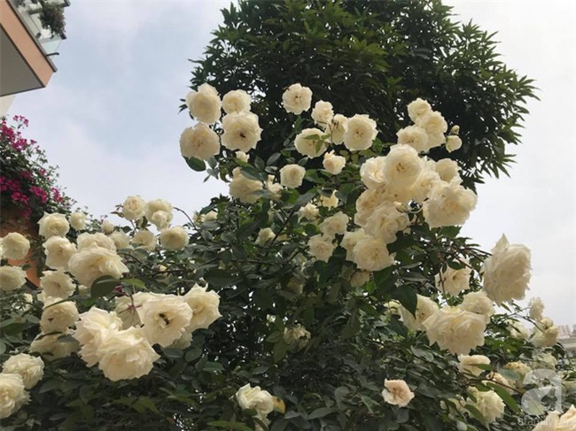 Ngày 8/3 cùng ngắm cây hồng bạch nở hàng trăm bông của người phụ nữ dành trọn niềm đam mê cho hoa ở Thái Nguyên - Ảnh 10.
