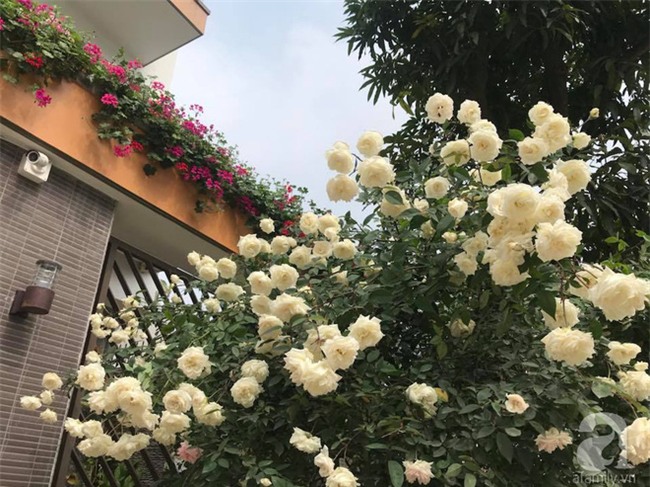 Ngày 8/3 cùng ngắm cây hồng bạch nở hàng trăm bông của người phụ nữ dành trọn niềm đam mê cho hoa ở Thái Nguyên - Ảnh 15.