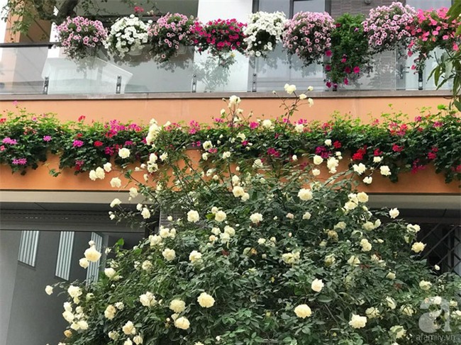 Ngày 8/3 cùng ngắm cây hồng bạch nở hàng trăm bông của người phụ nữ dành trọn niềm đam mê cho hoa ở Thái Nguyên - Ảnh 2.