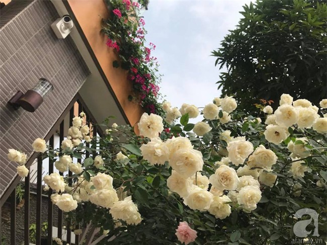 Ngày 8/3 cùng ngắm cây hồng bạch nở hàng trăm bông của người phụ nữ dành trọn niềm đam mê cho hoa ở Thái Nguyên - Ảnh 20.