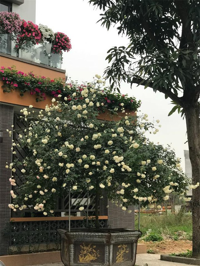 Ngày 8/3 cùng ngắm cây hồng bạch nở hàng trăm bông của người phụ nữ dành trọn niềm đam mê cho hoa ở Thái Nguyên - Ảnh 4.