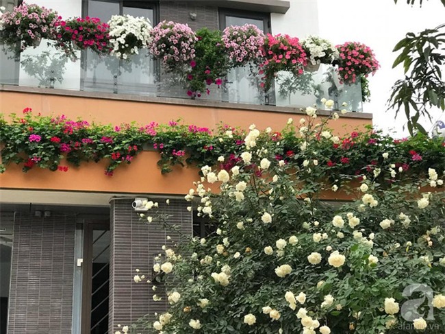 Ngày 8/3 cùng ngắm cây hồng bạch nở hàng trăm bông của người phụ nữ dành trọn niềm đam mê cho hoa ở Thái Nguyên - Ảnh 6.