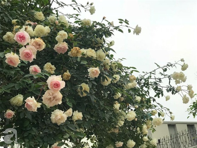 Ngày 8/3 cùng ngắm cây hồng bạch nở hàng trăm bông của người phụ nữ dành trọn niềm đam mê cho hoa ở Thái Nguyên - Ảnh 9.
