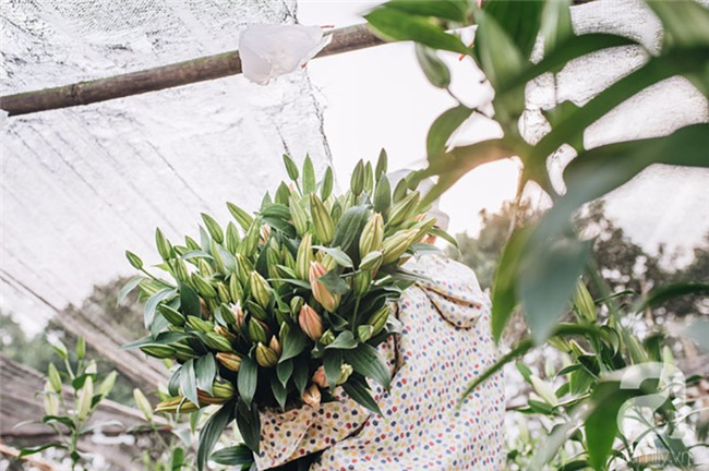 8/3 hoa ly làng Tây Tựu vẫn mất giá, người dân bình thản bảo nhau: Không sao đâu, mùa sau sẽ phất!