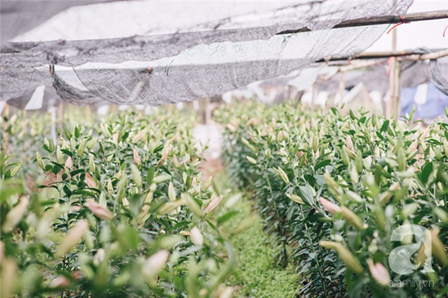 8/3 hoa ly làng Tây Tựu vẫn mất giá, người dân bình thản bảo nhau: Không sao đâu, mùa sau sẽ phất!