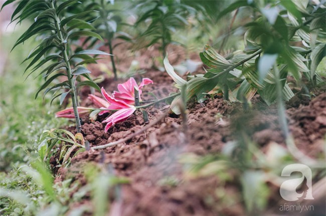 8/3 hoa ly làng Tây Tựu vẫn mất giá, người dân bình thản bảo nhau: Không sao đâu, mùa sau sẽ phất!