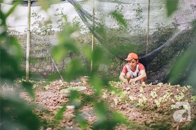 8/3 hoa ly làng Tây Tựu vẫn mất giá, người dân bình thản bảo nhau: Không sao đâu, mùa sau sẽ phất!