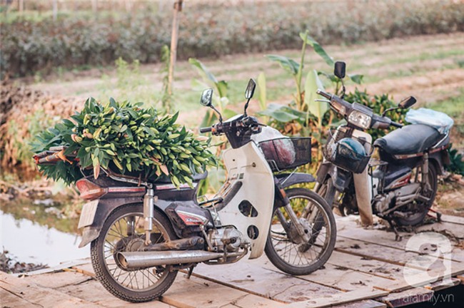 8/3 hoa ly làng Tây Tựu vẫn mất giá, người dân bình thản bảo nhau: Không sao đâu, mùa sau sẽ phất!