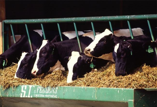 Chuyên gia giải thích sữa bò có thực sự là nguyên nhân gây ung thư?-2