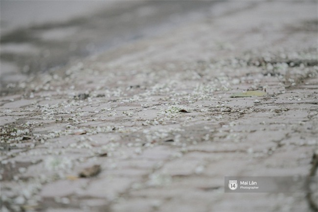 Chùm ảnh: Đây là Hà Nội, của những ngày trắng muốt hoa sưa... - Ảnh 8.