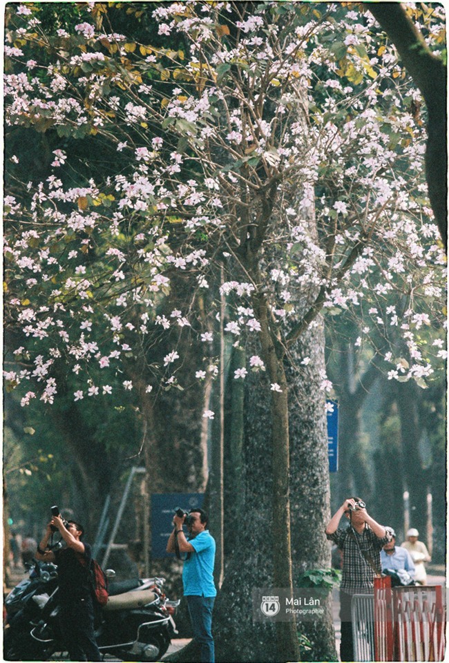 Chùm ảnh: Đây là Hà Nội, của những ngày trắng muốt hoa sưa... - Ảnh 14.