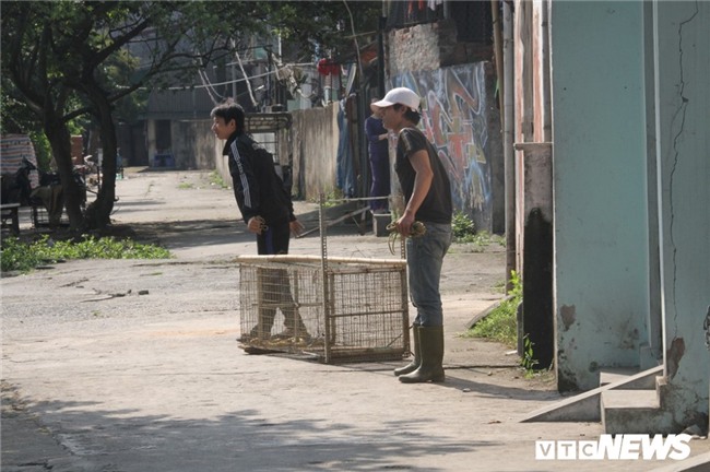 Nguồn gốc hai con khỉ hoang đang đại náo tổ dân phố ở Hà Nội - Ảnh 3.