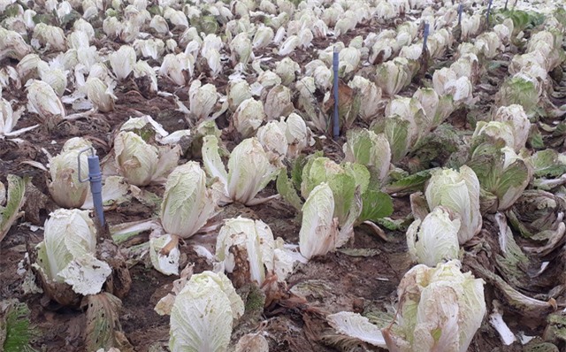 nông sản việt,nông sản rớt giá,nông sản ế ẩm