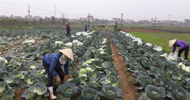nông sản việt,nông sản rớt giá,nông sản ế ẩm
