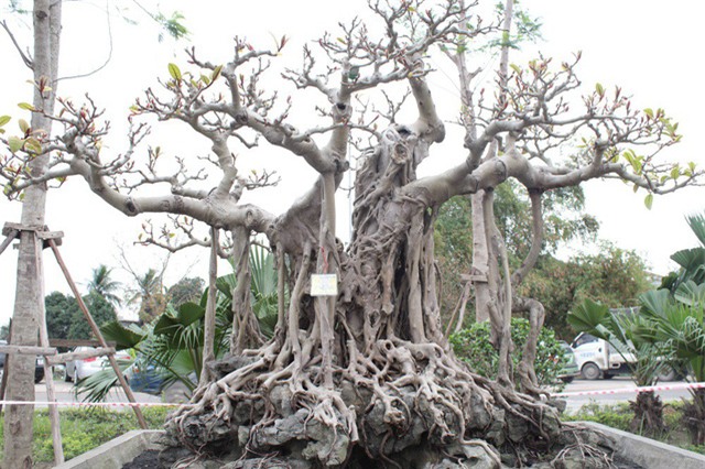 đa cổ,cây cảnh,siêu cây,chơi cây