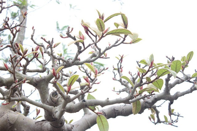 đa cổ,cây cảnh,siêu cây,chơi cây