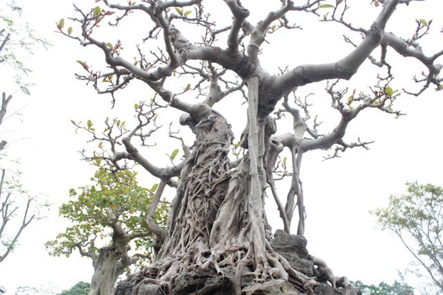 đa cổ,cây cảnh,siêu cây,chơi cây