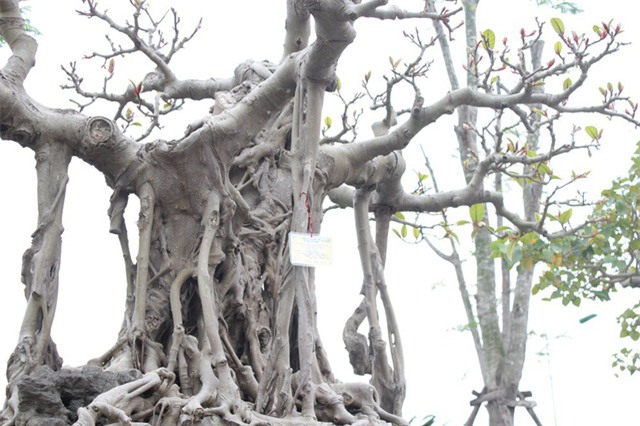 đa cổ,cây cảnh,siêu cây,chơi cây