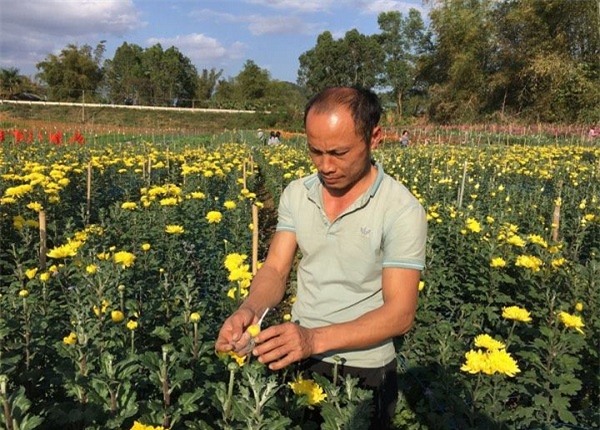 trong 0,7ha hoa cuc, 8x 