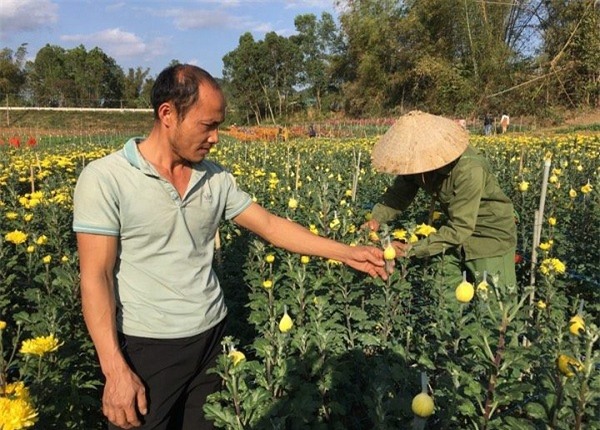 trong 0,7ha hoa cuc, 8x 