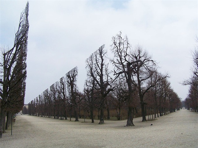 Những hàng cây ở một công viên tại Vienna (Áo) chẳng khác gì một công trình kiến trúc