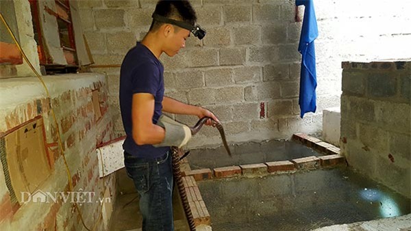 mãng xà,nuôi rắn,rắn hổ mang