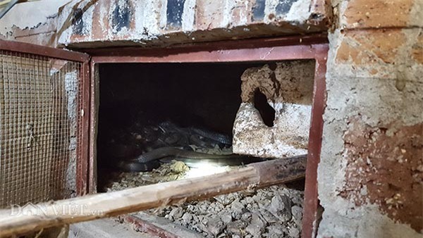 mãng xà,nuôi rắn,rắn hổ mang