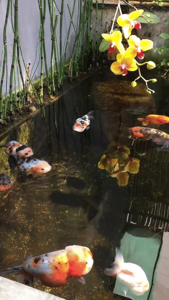 Sự thật đằng sau những chú cá vàng béo ú, nhiễm mỡ máu gây sốt cộng đồng mạng - Ảnh 1.