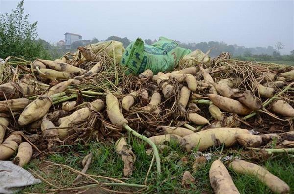 nông sản rớt giá