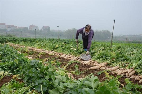 nông sản rớt giá