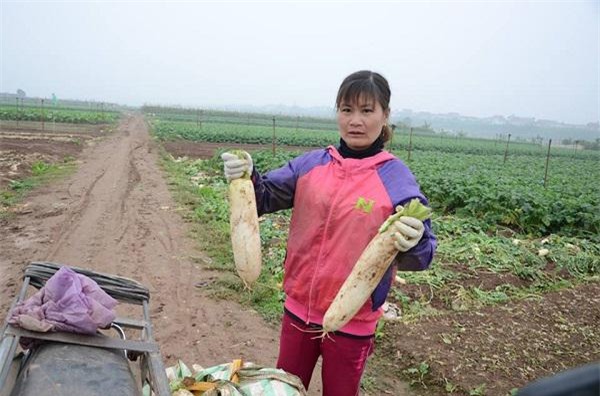 nông sản rớt giá