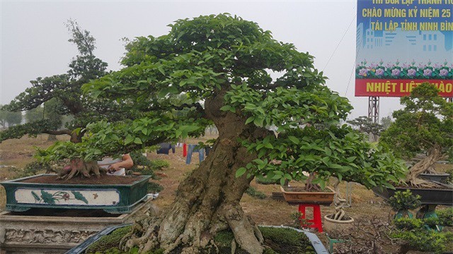 Cây mai chiếu thủy của anh Toản có tuổi đời gần 100 năm và cao hơn 1m.