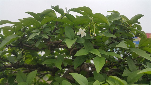 Khác với mai vàng, mai chiếu thủy có màu trắng và ra hoa quanh năm. Loại hoa còn này mang ý nghĩa phồn vinh, thịnh vượng và tài lộc cho người chơi.
